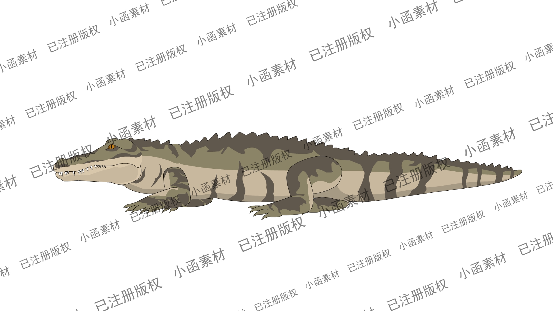 鳄鱼