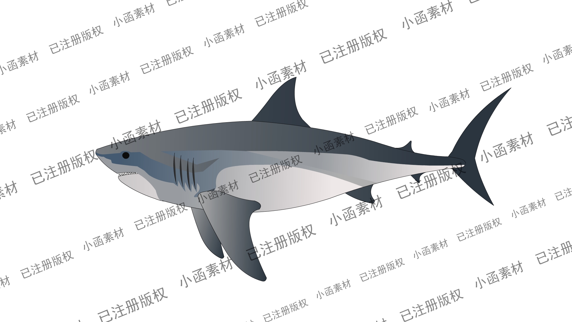 鲨鱼