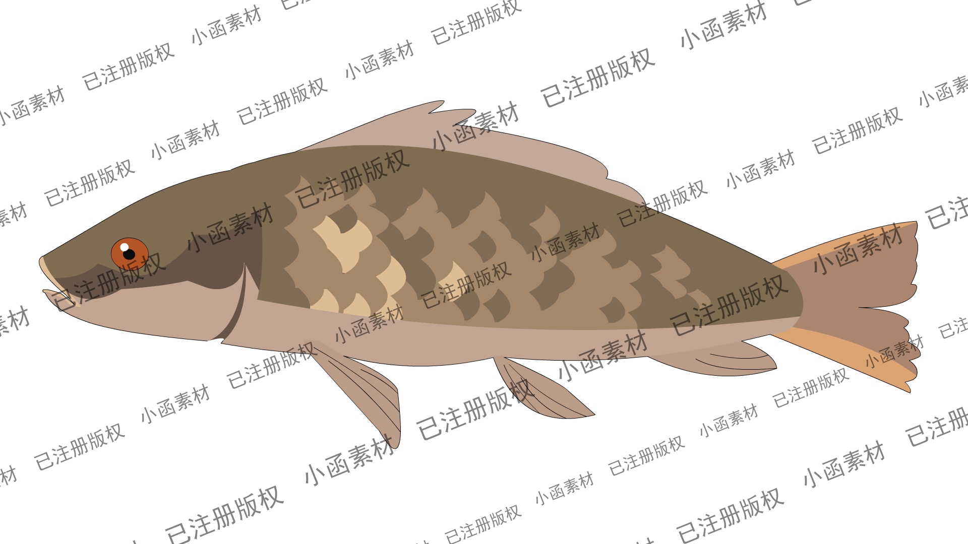 鲤鱼